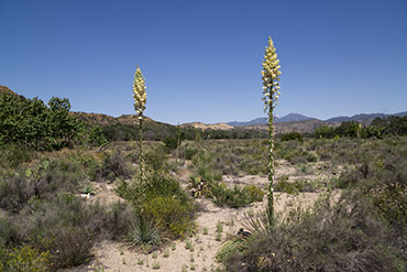 francoueri habitat