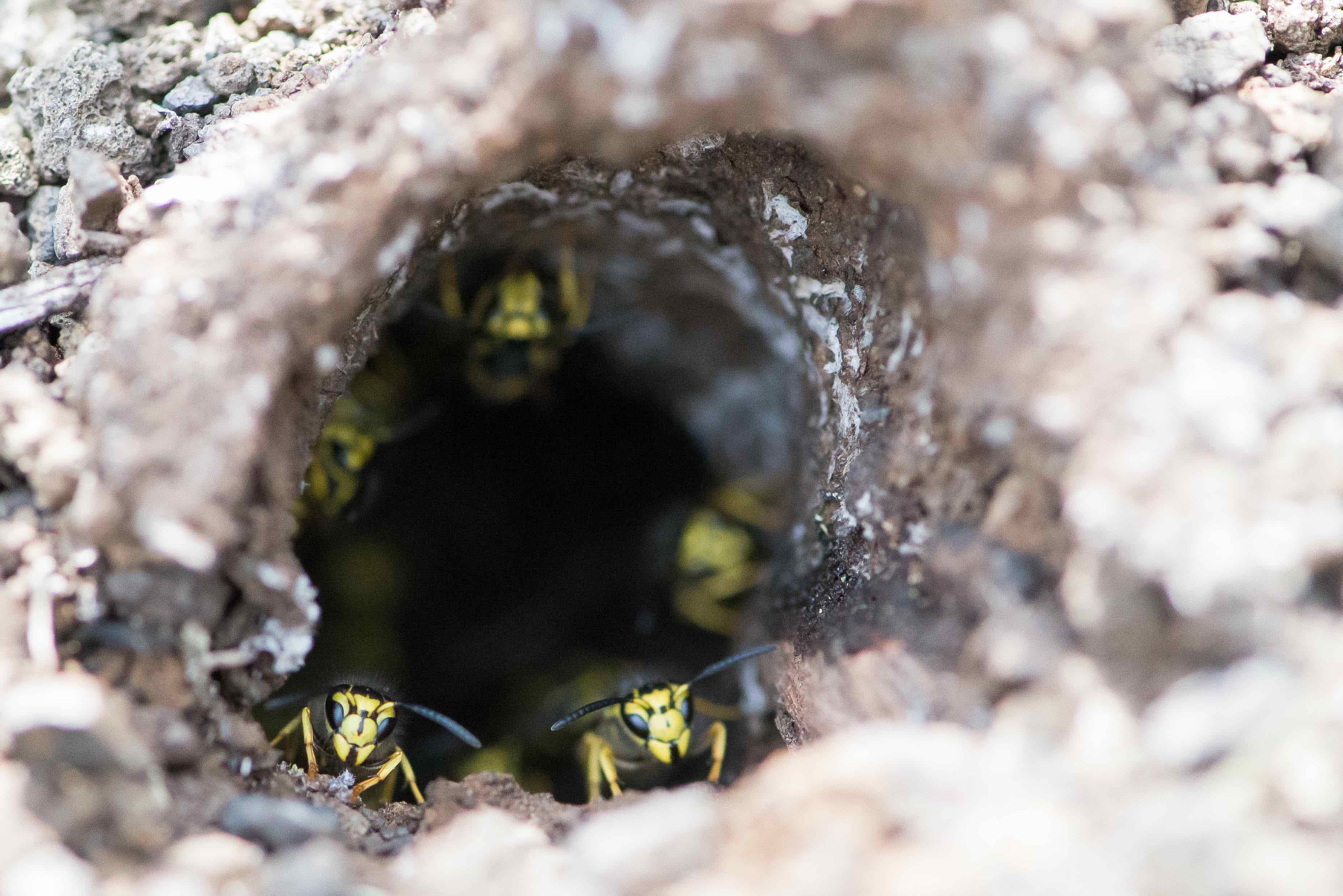 Vespula nest entrance