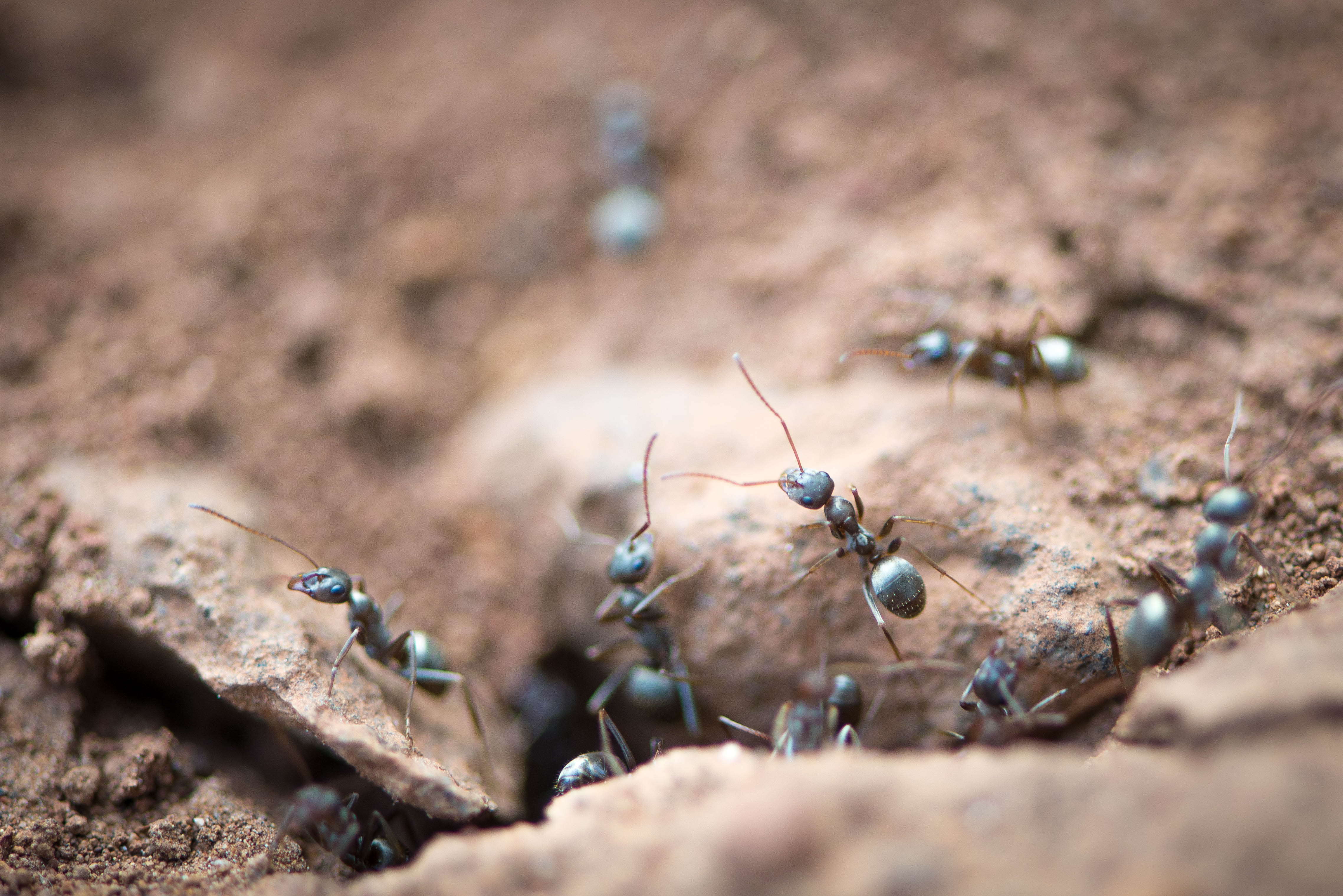 Formica ants at their nest entrance