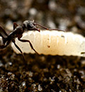 <em>Formica selysi</em - worker sexual larva