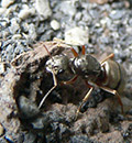 Queen Ant