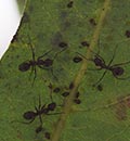 <em>Formica francoueri</em> - workers tending to aphids