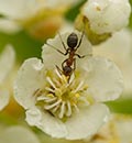 <em>Formica moki</em> - Collecting nectar in the Palomar mountains
